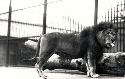 León llamado 